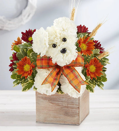 Autumn a-DOG-able Box – CHRISTELL'S FLOWERS, Killeen TX