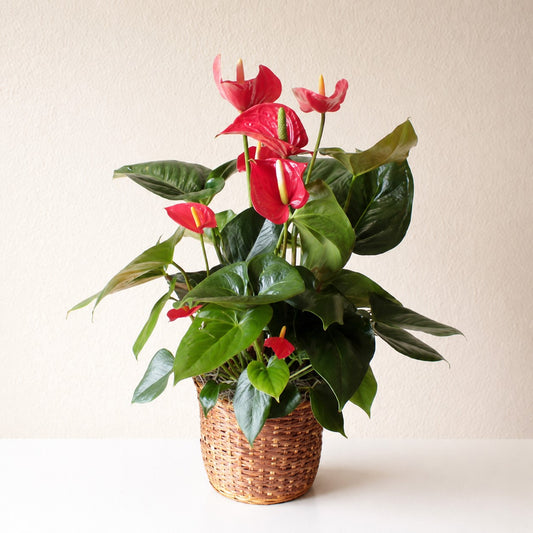 Anthurium Plant – CHRISTELL'S FLOWERS, Killeen TX
