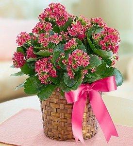 Kalanchoe Plant – CHRISTELL'S FLOWERS, Killeen TX