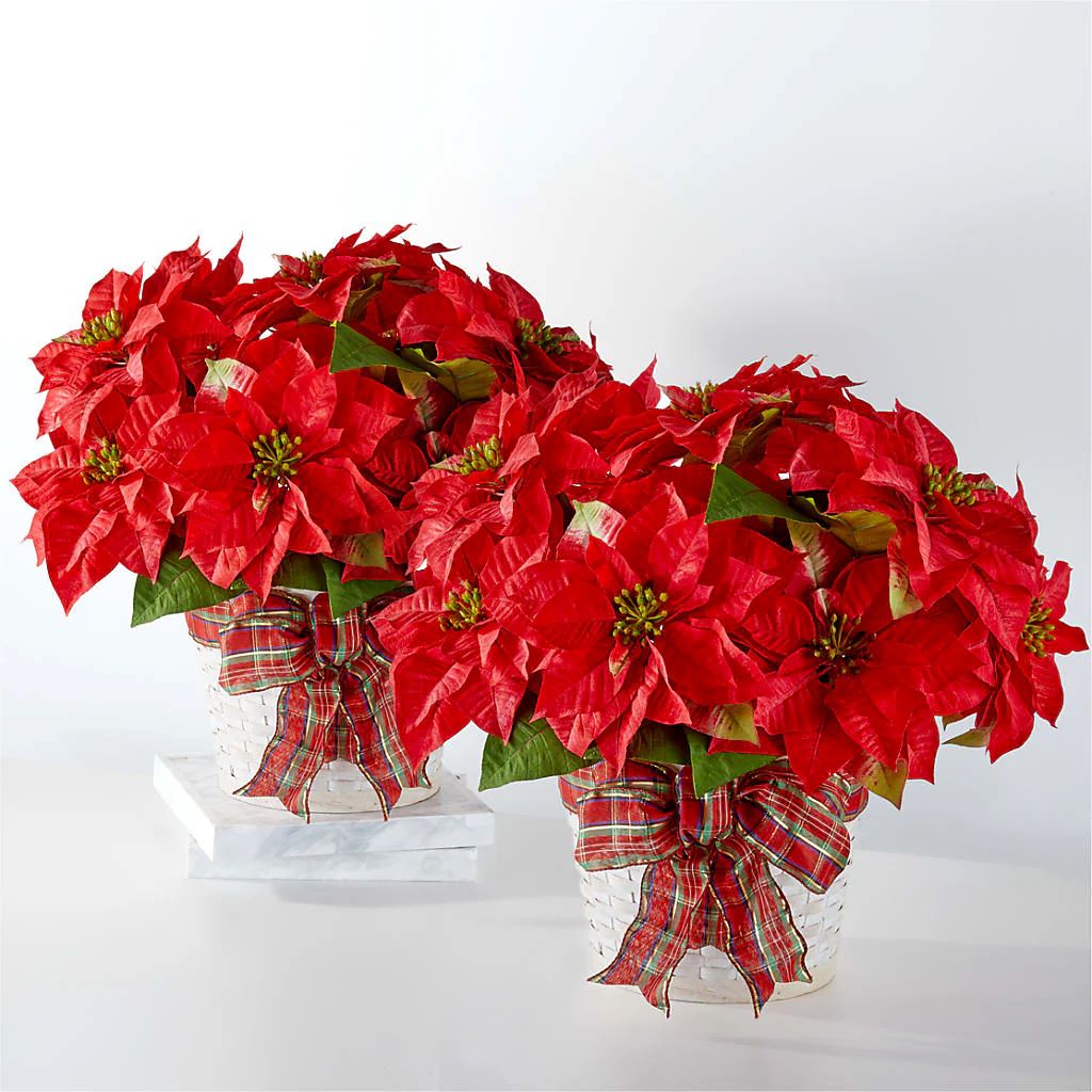 Holiday Poinsettia