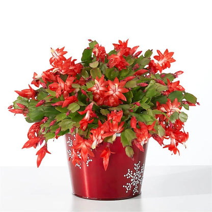 Christmas Cactus