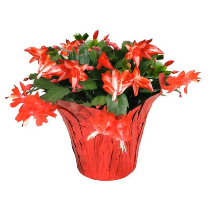 Christmas Cactus