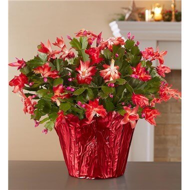 Christmas Cactus