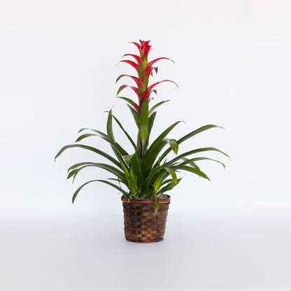 Bromeliad Plant – CHRISTELL'S FLOWERS, Killeen TX