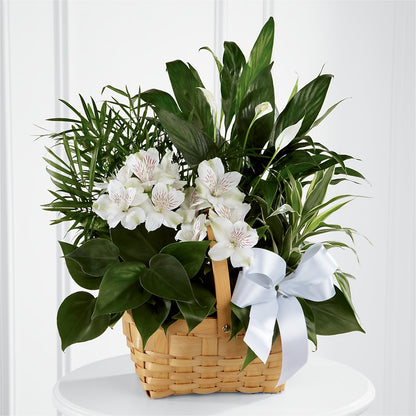 Peace & Serenity Dishgarden – CHRISTELL'S FLOWERS, Killeen TX