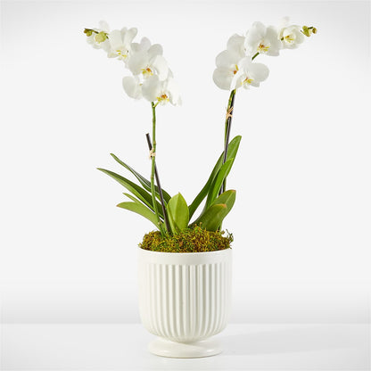 Whispering White Orchid – CHRISTELL'S FLOWERS, Killeen TX