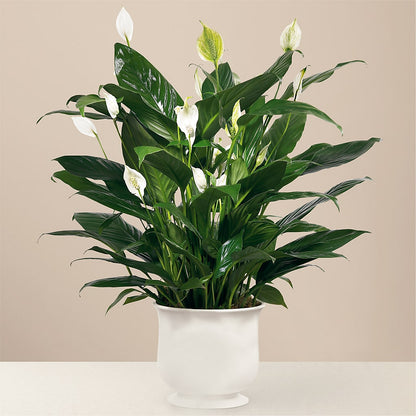 Comfort Planter – CHRISTELL'S FLOWERS, Killeen TX
