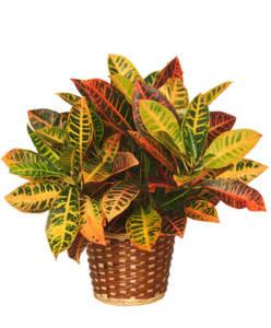 Medium Croton Plant