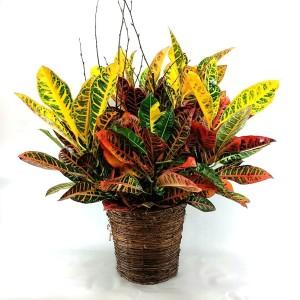 Croton Plant