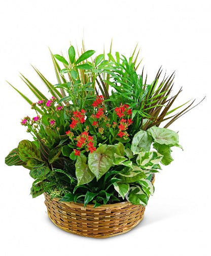 Dish Garden in a Basket