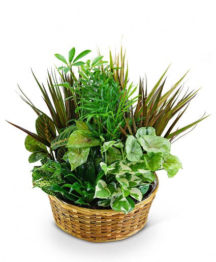 Dish Garden in a Basket