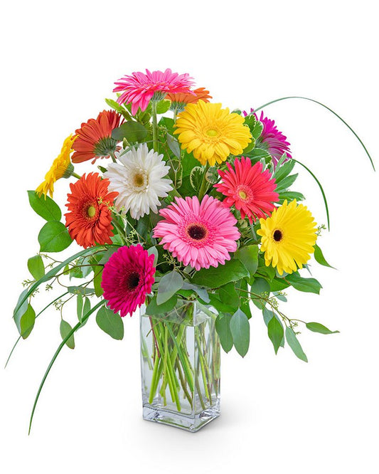 One Dozen Gerbera Daisies