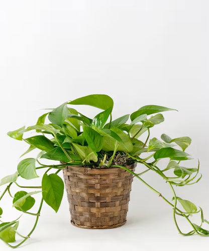 6" Green Plant in Basket – CHRISTELL'S FLOWERS, Killeen TX