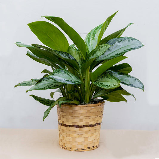 Chinese Evergreen ( silver bay aglaonema)