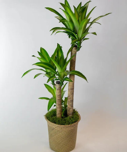 cornstalk dracaena silk plant Mass Cane "Corn" Plant – flower arrangement | Killeen, TX