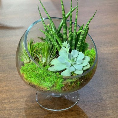 Elegance Succulent Garden