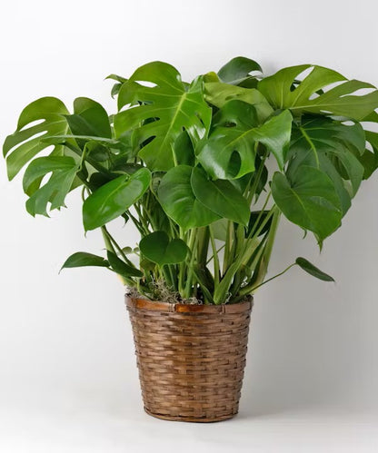 Split Leaf Philodendron