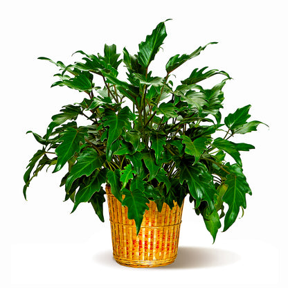 Split Leaf Philodendron
