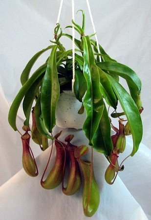 Nepenthes "Pitcher" Plant Hanging Basket