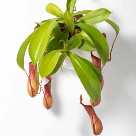 Nepenthes "Pitcher" Plant Hanging Basket