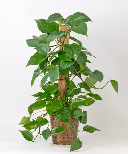 Golden Pothos Totem