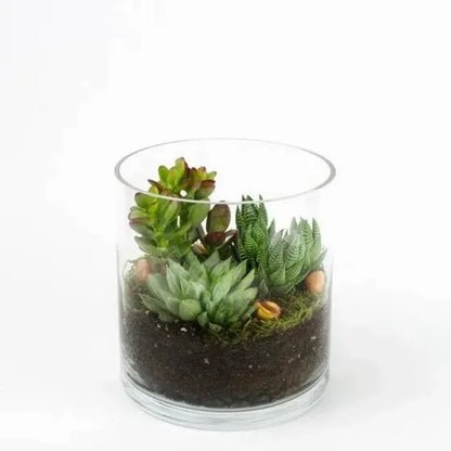 Succulent Terrarium