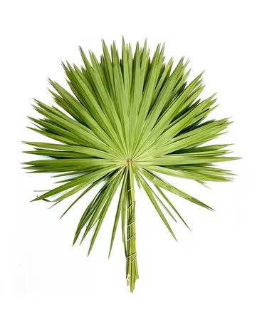 Palmetto Fan Bunch (10st)