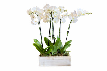 Phalaenopsis Orchid Garden