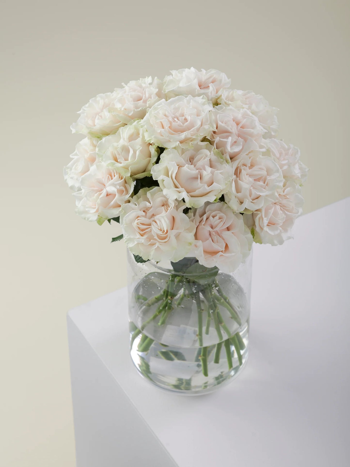 Xpression Garden Roses
