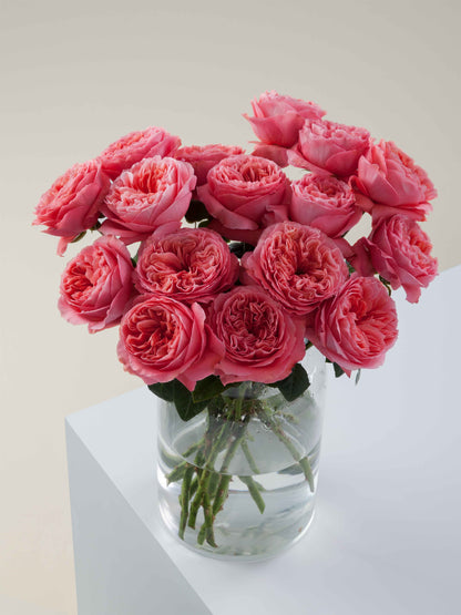Xpression Garden Roses