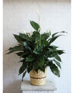 Peace Lily Plant