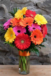 One Dozen Gerbera Daisies