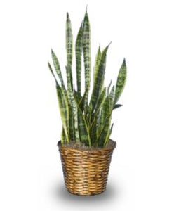 Sansevieria