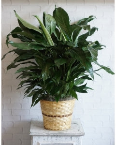 Peace Lily Plant