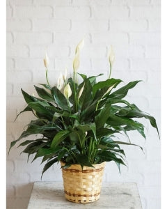 Peace Lily Plant