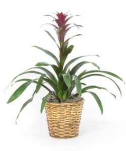 Bromeliad Plant