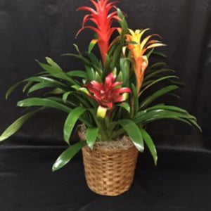 Triple Bromeliad Basket